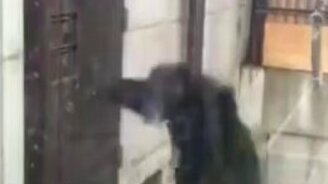 Обезьяна требует свободы - смотреть видео (0:22)