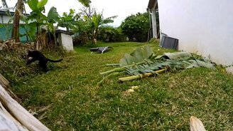 Кот ловит утку - смотреть видео (0:43)