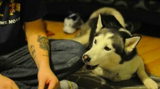 Хозяин, дай кусочек! - смотреть видео (3:19)