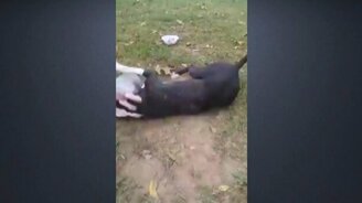 Собака играет с поросёнком - смотреть видео (0:33)