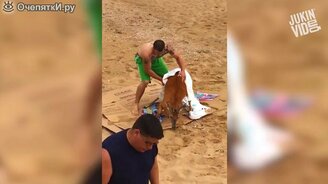 Спасли оленя в океане - смотреть видео (1:28)