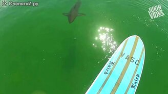 Встречи с акулами - смотреть видео (2:39)