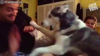 Хаски-защитница - смотреть видео (0:32)