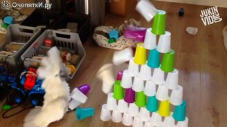 Зверушки хулиганят и проказничают - смотреть видео (4:47)