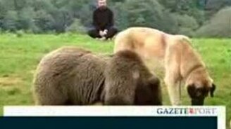 Держит дома медвежонка - смотреть видео (0:38)