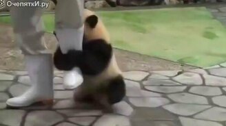 Панда-хулиганка - смотреть видео (1:21)
