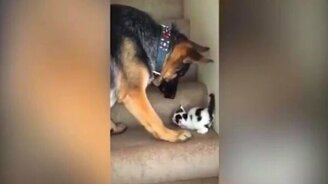 Овчарка и котёнок - смотреть видео (0:44)