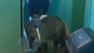 Кенгуру и туалетная бумага - смотреть видео (0:50)