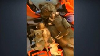 У нас тихий час! - смотреть видео (0:15)