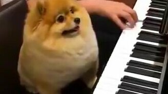 Пёсик подыгрывает на пианино - смотреть видео (0:17)
