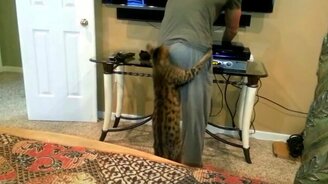 Кот-эгоист кусает хозяина - смотреть видео (0:09)