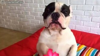 Короткие весёлости и позитивки - смотреть видео (3:07)