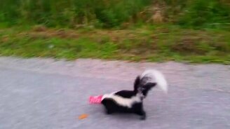 Избавил скунса от страданий - смотреть видео (1:52)