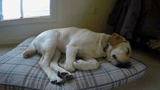 Год из жизни одной собаки - смотреть видео (1:59)