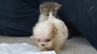 Два малыша-другана - смотреть видео (0:59)