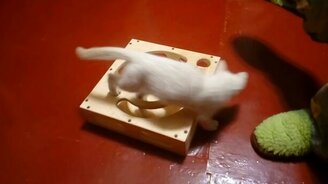 Котёнок и недоступный шарик - смотреть видео (2:28)