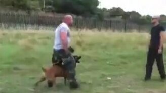 Дрессировка полицейской собаки - смотреть видео (2:21)