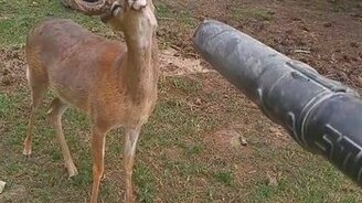 Олень и листодув - смотреть видео (0:37)