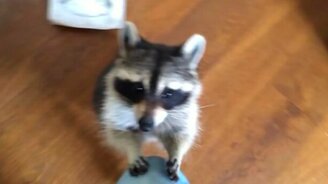 Заботливая енотиха - смотреть видео (0:16)