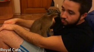 Ласковый котёнок каракала - смотреть видео (1:17)