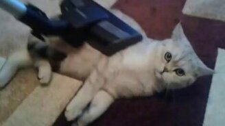 Кот - фанат пылесоса - смотреть видео (2:07)