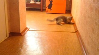 Котёнок думает, что он - щенок - смотреть видео (0:39)