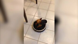 Псинка пылесосит - смотреть видео (0:39)