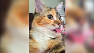 Языкастые кошки и коты - смотреть видео (1:27)