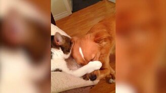 Молчи, а я тебя буду лизать - смотреть видео (0:33)