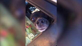 Собачонка бьёт тревогу - смотреть видео (0:34)