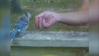 Птичка прилетела подкрепиться - смотреть видео (0:42)