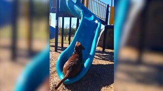 Собака против горки - смотреть видео (0:38)