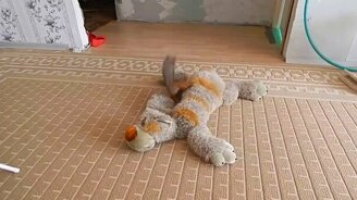 Зверская белка и мягкая игрушка - смотреть видео (1:50)