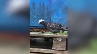 Голубь-ковбой - смотреть видео (0:36)