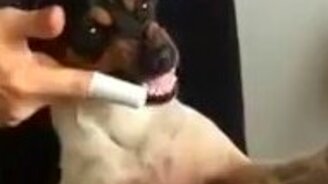 Чистим зубы собачонке - смотреть видео (0:48)