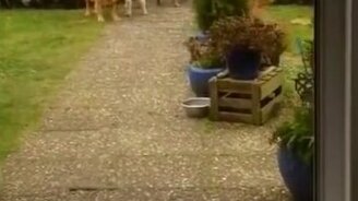 Собаки-грузчики - смотреть видео (1:01)