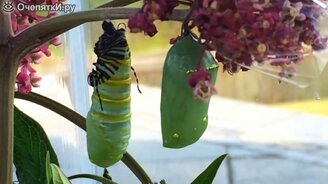 Природа, которую мы боимся - смотреть видео (2:52)