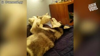 Весёлые хаски - смотреть видео (3:18)