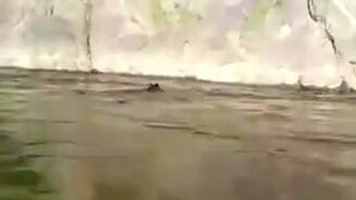 Медведь-скалолаз на Камчатке - смотреть видео (2:02)