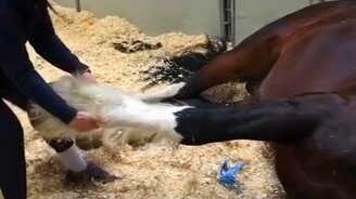 Лошадь спит, как убитая - смотреть видео (0:53)