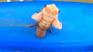 Превращения в природе - смотреть видео (0:55)