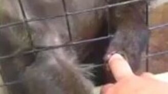 Обезьянка ищет у человека блох - смотреть видео (2:02)