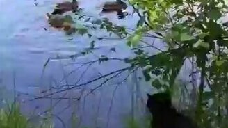 Кот-охотник и утки - смотреть видео (0:33)