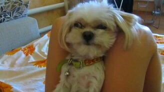 Пёс порвёт за котлету - смотреть видео (0:29)