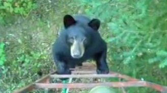 Это моё дерево! - смотреть видео (0:26)