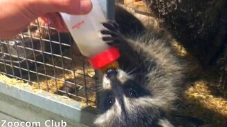 Кормёжка енота - смотреть видео (4:39)