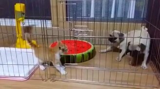 Кто тут главный? - смотреть видео (1:11)