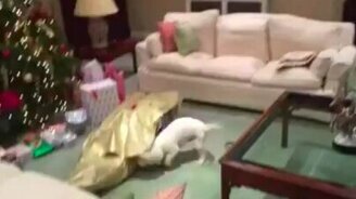 Хозяин - лучший подарок для пса - смотреть видео (1:02)