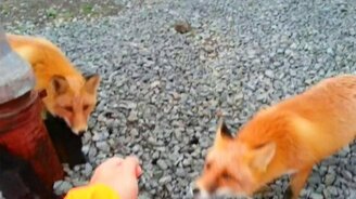 Лисички-попрошайки - смотреть видео (0:54)