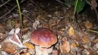 Как растёт белый гриб - смотреть видео (0:27)